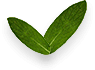 Hoja de Hiervabuena